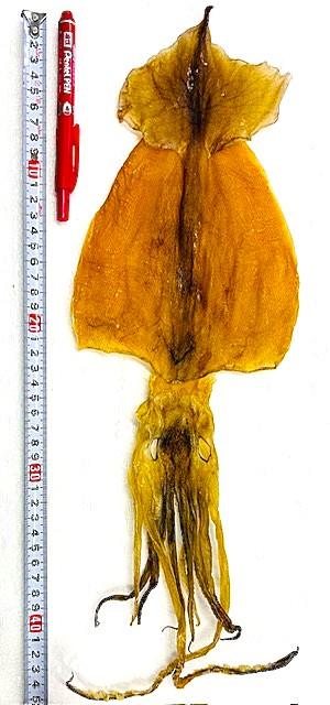 るめ８番手1,500円売り