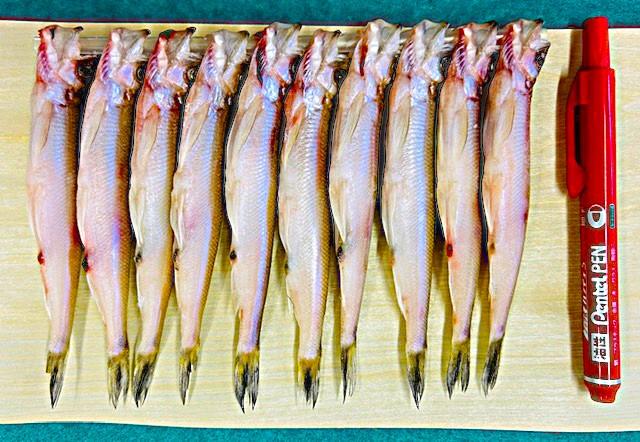 R7新ものししゃもメス