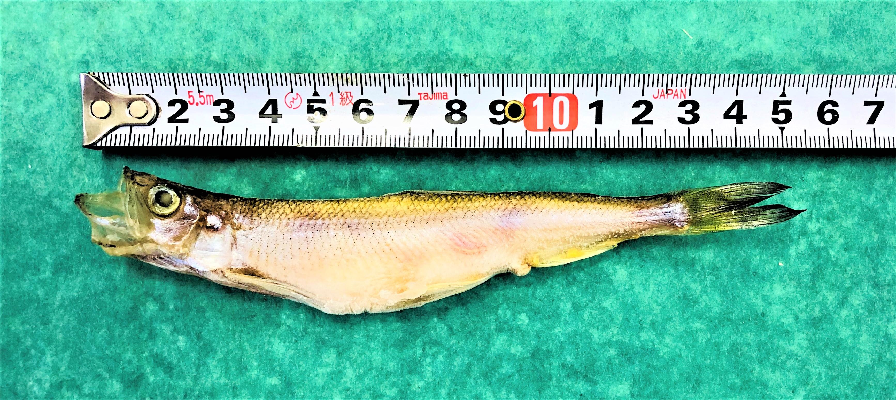 R2ししゃも子持ち１尾
