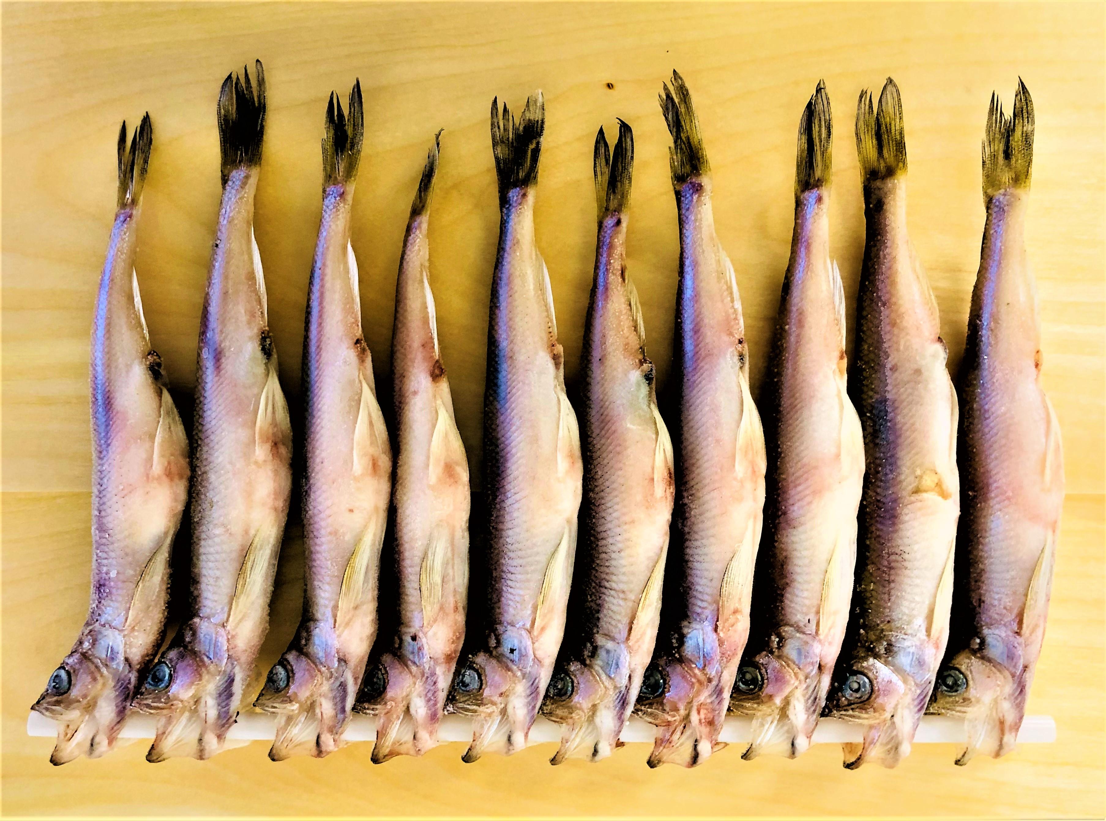 ししゃも子持ち 特大 1串10匹 | マルイチ水産