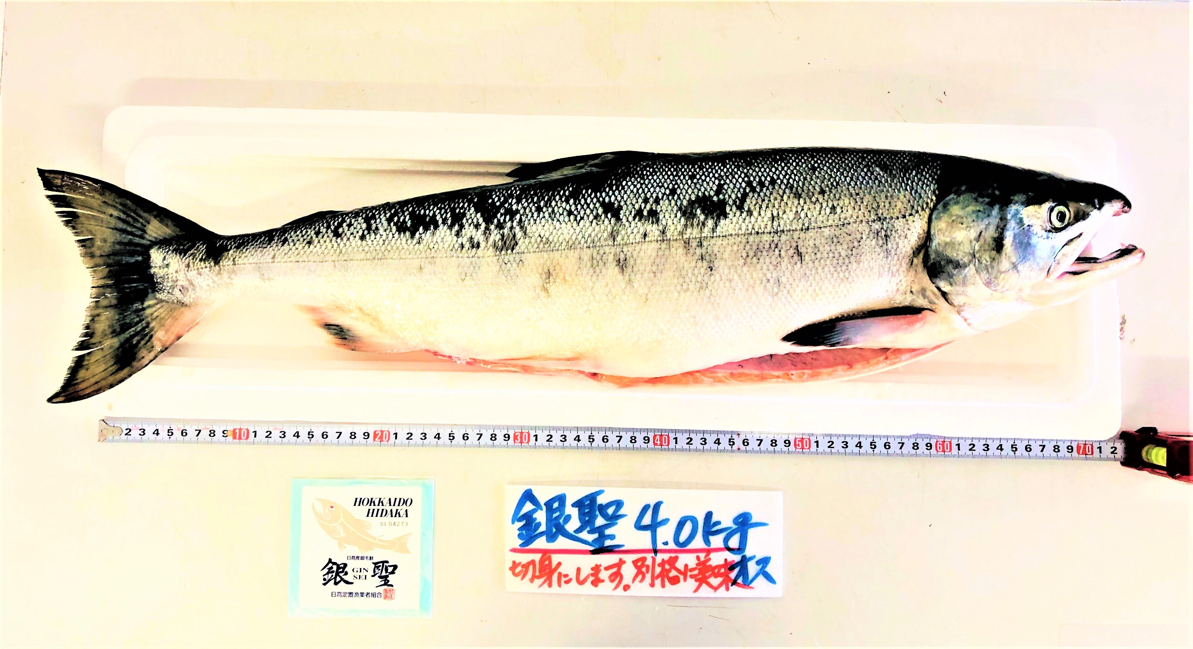 R2.9月アプリ銀聖姿