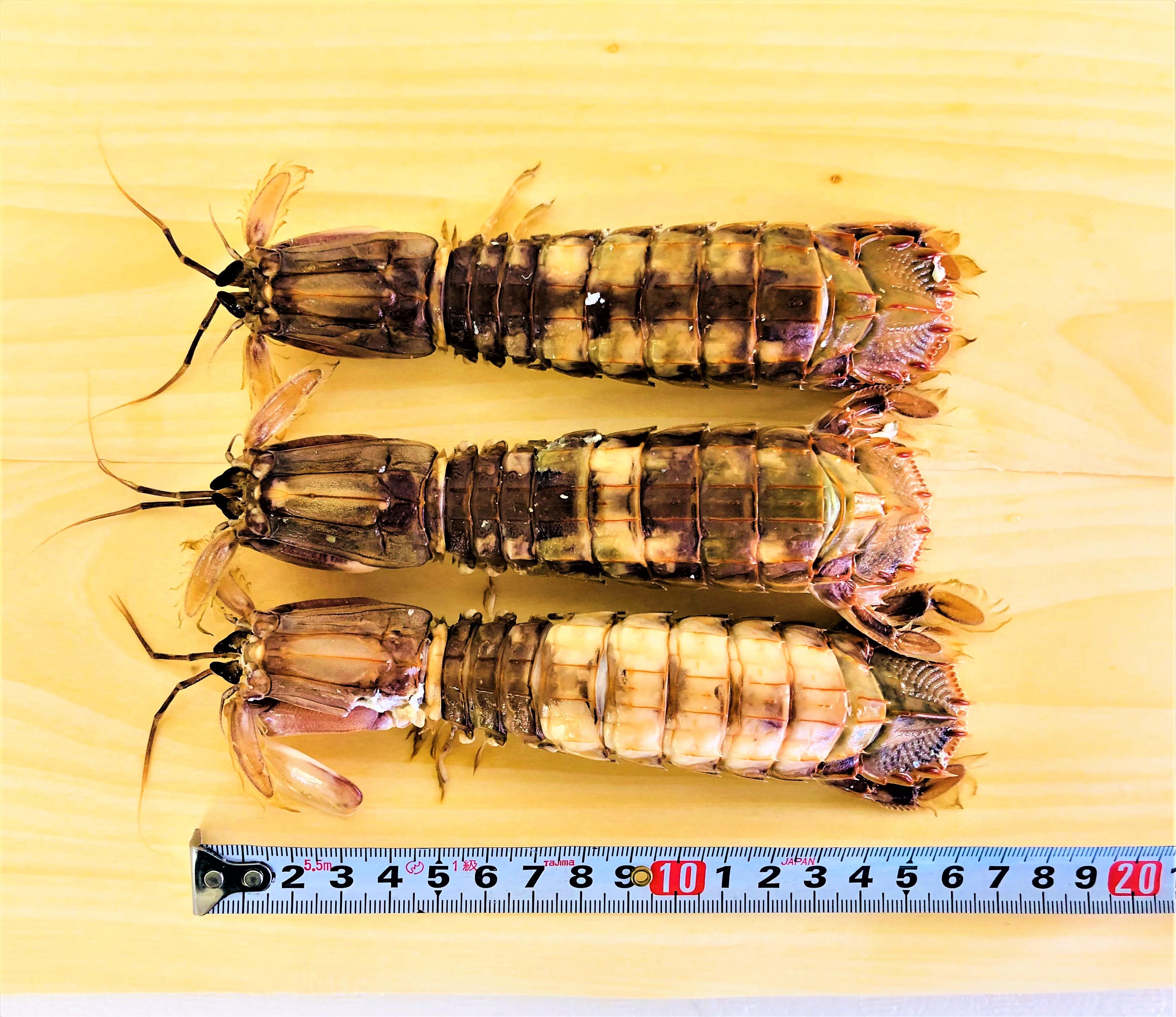 シャコ子持ち特大「小樽産」 | マルイチ水産