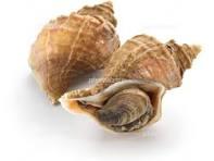 ��ブ貝画像フリー①
