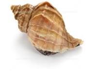 ��ブ貝画像フリー②