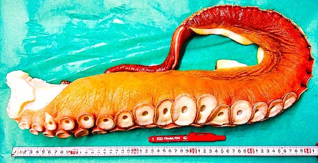 ��ズダコ足2.3ｋｇ