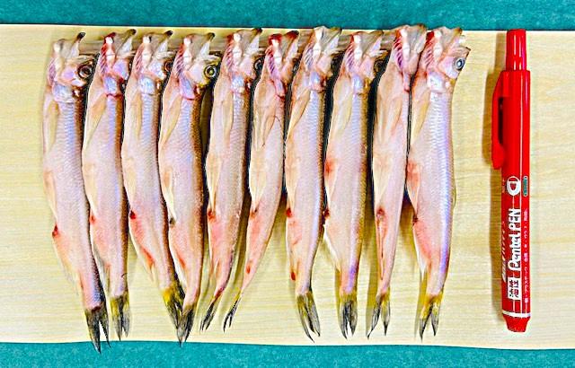 R7新ものししゃもオス